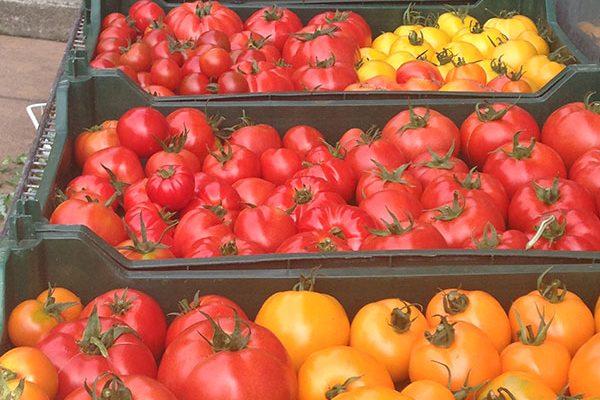 Nettles Farm tomatoes