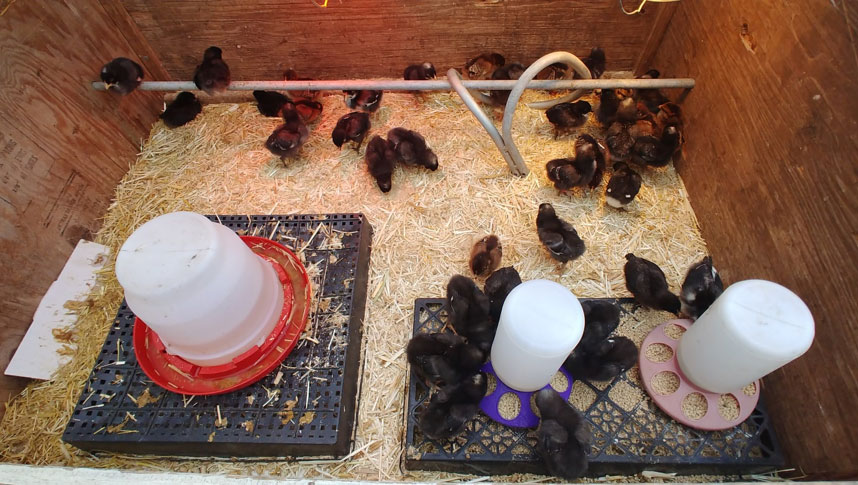 Growing poultry at Nettles Farm on Lummi Island