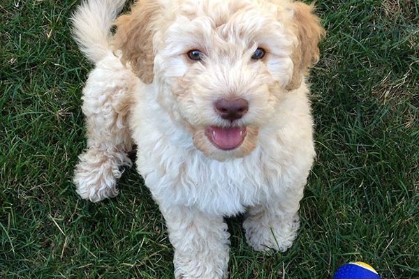 Farm dog Stella when she was a pup